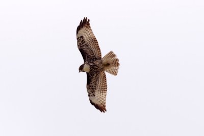 Harlan's Red-Tailed Hawk