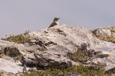 Juvenile Horned Lark (a little older than the one I saw earlier)