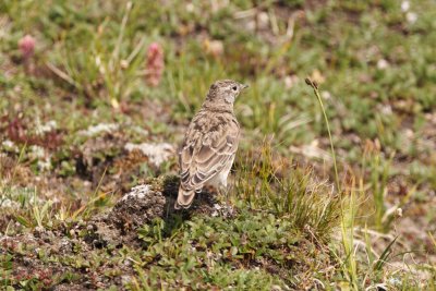 Juvenile Horned Lark