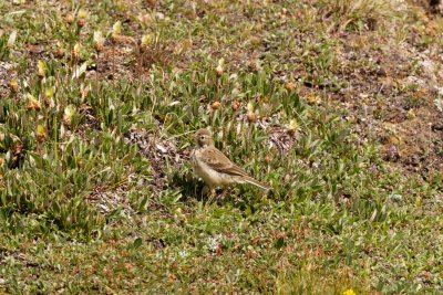 juvenile American Pipit