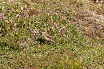 juvenile American Pipit bobbing tail