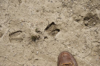 Mountain Goat tracks - confirming that they descend to feed here