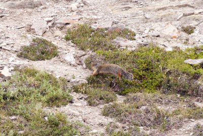 Columbian Ground-Squirrel in a hurry