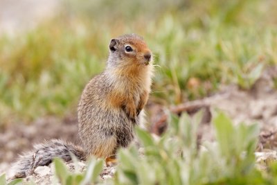 Columbian Ground-Squirrel posing