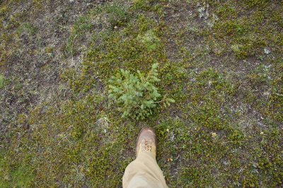 starting to see some tiny trees at this elevation