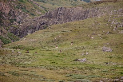 Bighorn Sheep meadow