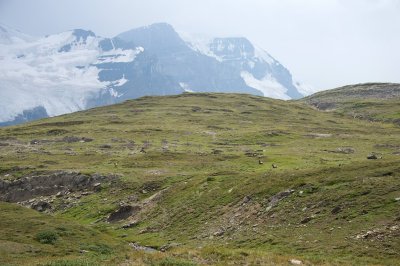 Bighorn Sheep meadow, Mount Andromeda in the background