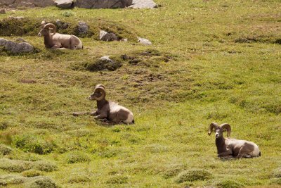 Bighorn sheep relaxing