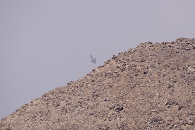 Mountain Goats just barely visible, sunning themselves