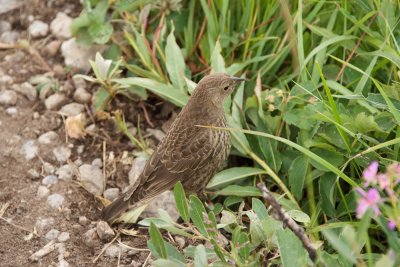 Brown-Headed Cowbird fledgling underfoot