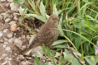 Brown-Headed Cowbird fledgling underfoot