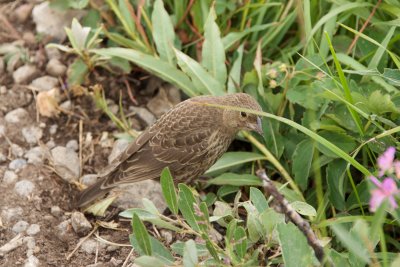 Brown-Headed Cowbird fledgling underfoot
