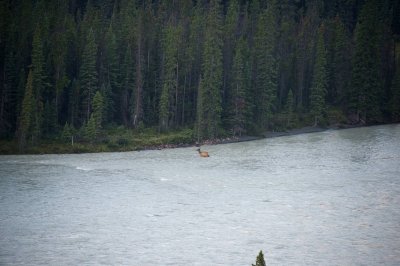 Elk crossing the river