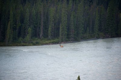 Elk