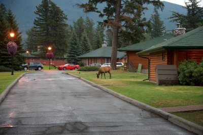 early morning Elk on Jasper Park Lodge grounds