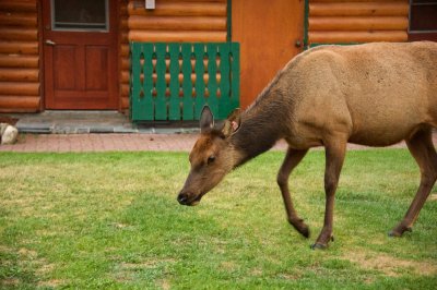 early morning Elk on Jasper Park Lodge grounds