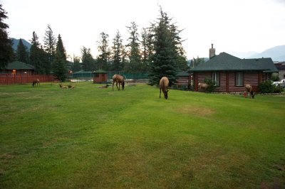 early morning Elk on Jasper Park Lodge grounds