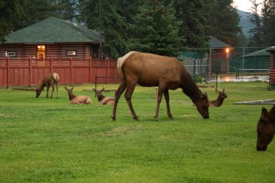 early morning Elk on Jasper Park Lodge grounds