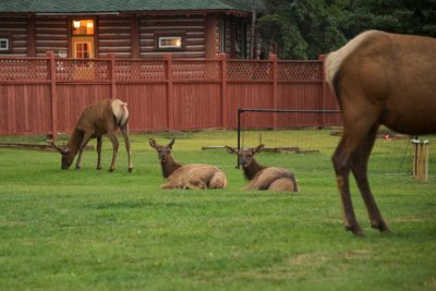 early morning Elk on Jasper Park Lodge grounds