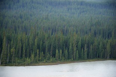 Elk crossing the river