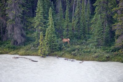 Elk crossing the river