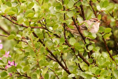 White-Crowned Sparrow female near Icefields Center