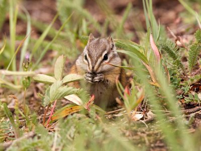 Least Chipmunk