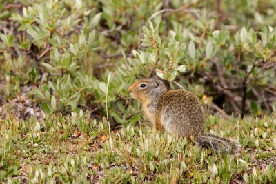 Columbian ground-squirrel