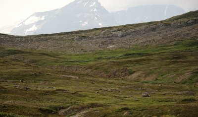 Bighorn Sheep
