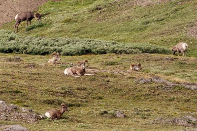 Bighorn Sheep