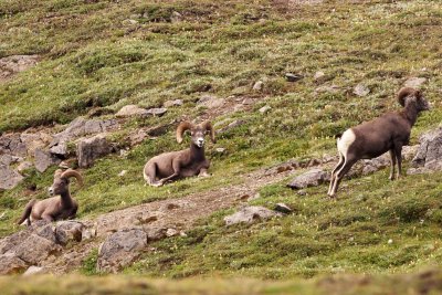 Bighorn Sheep
