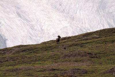 Bighorn Sheep