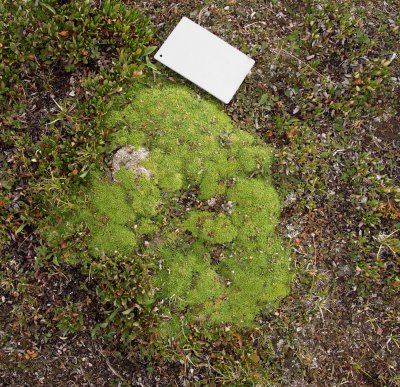 alpine flora
