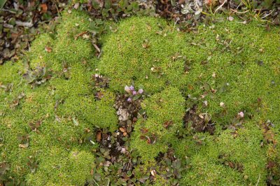 alpine flora