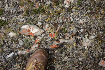 colorful Xanthoria lichen