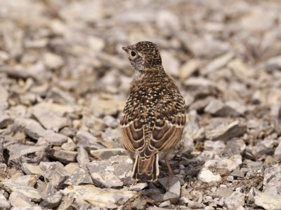 more Horned Lark pictures