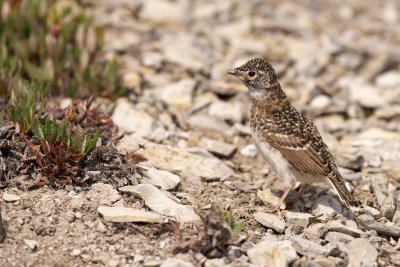 Horned Lark fledgling, probably never seen a human before