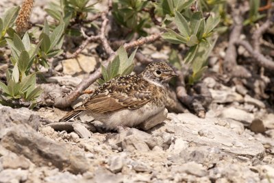 more Horned Lark pictures