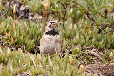 Horned Lark adult male with bugs for the chick