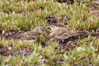 Horned Lark adult male feeding fledgling