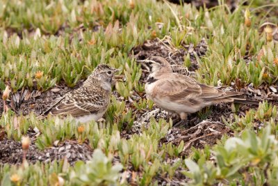 Horned Larks - am I supposed to swallow this?