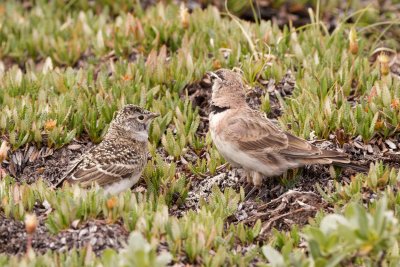 Horned Lark adult male with fledgling