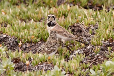 Horned Lark adult male with fledgling