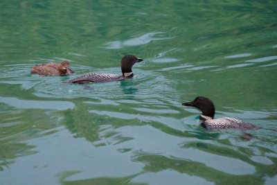 August 8:  early morning common loons at Jasper Park Lodge 