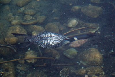 Common Loon underwater