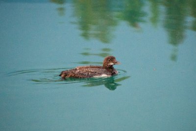 Common Loon juvenile