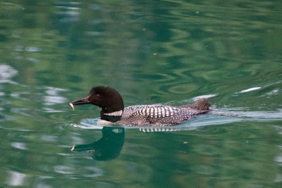 Common Loon with minnow