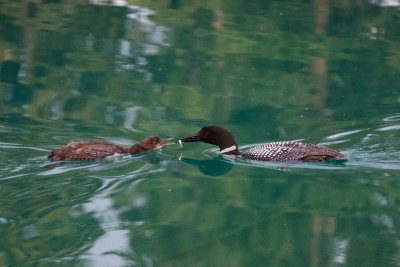 Common Loon feeding young