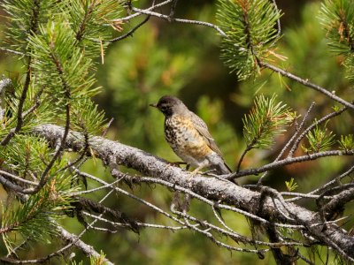 American Robin fledgling