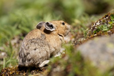 Pika